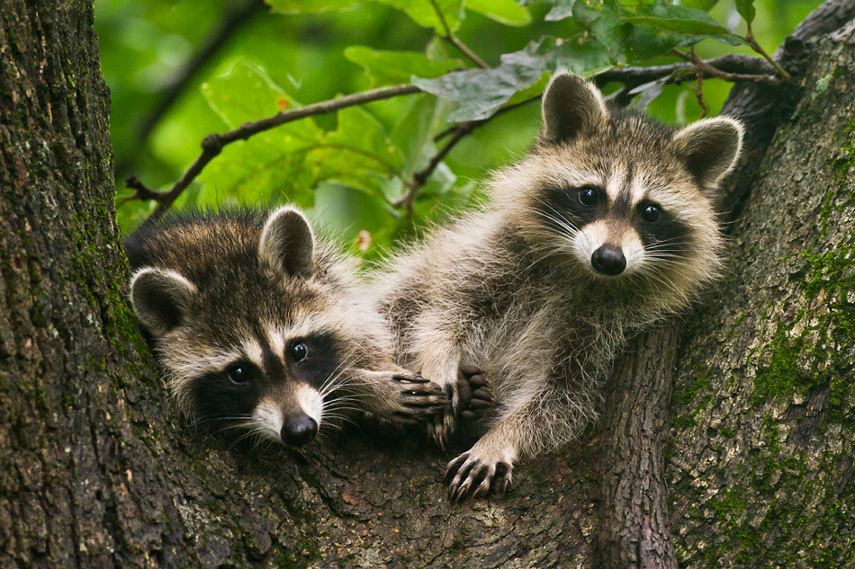 Ecology - The Raccoon Resource